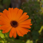 2013-10-03 nagietek 2013-10-03 nagietek