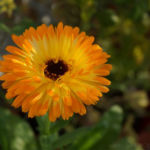 2013-10-03 nagietek 2013-10-03 nagietek