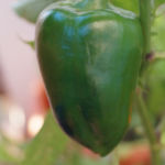 2013-10-03 papryka marta polka 2013-10-03 papryka marta polka