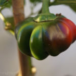 2013-10-03 papryka olenka 2013-10-03 papryka olenka