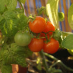 2013-10-03 pomidorki balkoni red 2013-10-03 pomidorki balkoni red