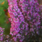 2013-10-03 wrzosiec 2013-10-03 wrzosiec