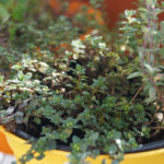 2013-10-13 tymianek 2013-10-13 tymianek