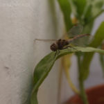 2013-10-19 wazka na balkonie 2013-10-19 wazka na balkonie