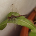 2013-10-19 wazka na balkonie 2013-10-19 wazka na balkonie