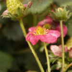 2013-10-26 truskawka kwitnie 2013-10-26 truskawka kwitnie