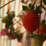 2013-10-26 truskawka 2013-10-26 truskawka