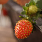 2013-10-26 truskawka 2013-10-26 truskawka