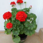 2012-05-19 pelargonia 2012-05-19 pelargonia